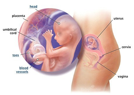 Ngoài ra, việc bà bầu tăng cân nhanh nhưng thai vẫn bị suy dinh dưỡng có thể do các nguyên nhân khác như thai nhi bị rau cuốn cổ, hoặc do tử cung người mẹ nhỏ không đủ không gian cho thai nhi phát triển.