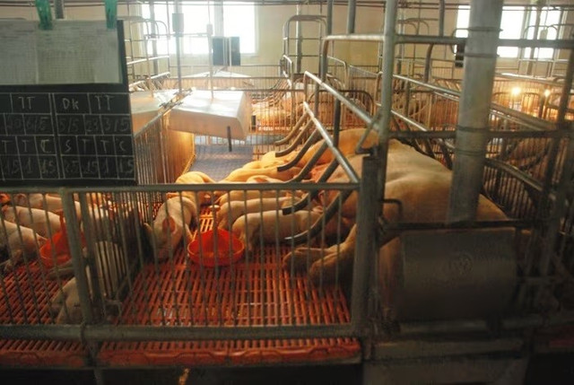 Các doanh nghiệp, cơ sở chăn nuôi ở tỉnh Đồng Nai đang triển khai quyết liệt, đồng bộ các giải pháp phòng, chống bệnh Dịch tả heo Châu Phi 33333.jpg