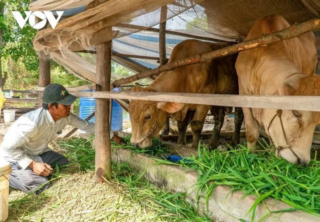 Một trong những phương án hỗ trợ là cung cấp giống vật nuôi cho hộ nghèo, khó khăn 4444.jpg