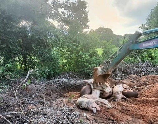 Tiêu hủy heo bị bệnh tại Khánh Hòa 1.jpg