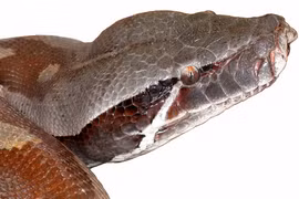 Tam đại mãng xà nổi tiếng thế giới, chỉ có ở Việt Nam