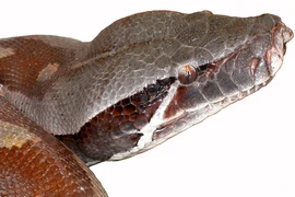 Tam đại mãng xà nổi tiếng thế giới, chỉ có ở Việt Nam