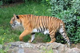 Lính Mỹ sợ 'mất mật' 1 thứ ở Việt Nam trong chiến tranh