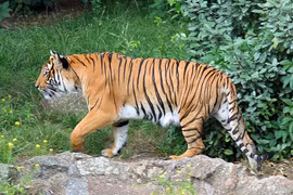 Lính Mỹ sợ 'mất mật' 1 thứ ở Việt Nam trong chiến tranh