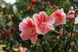 4 loài cây cát tường, người giàu thường bí mật trồng