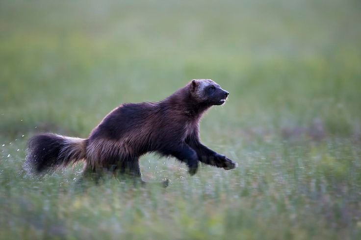 ក្លិនក្រអូបប្លែក។ Wolverines បញ្ចេញសារធាតុរាវចេញពីក្រពេញក្លិនរបស់ពួកគេ ដែលពួកគេប្រើដើម្បីសម្គាល់ទឹកដីរបស់ពួកគេ។ រូបថត៖ Pinterest ។ Mùi hương đặc trưng. Chồn gulo tiết ra một loại dịch từ tuyến mùi, được dùng để đánh dấu lãnh thổ. Ảnh: Pinterest.