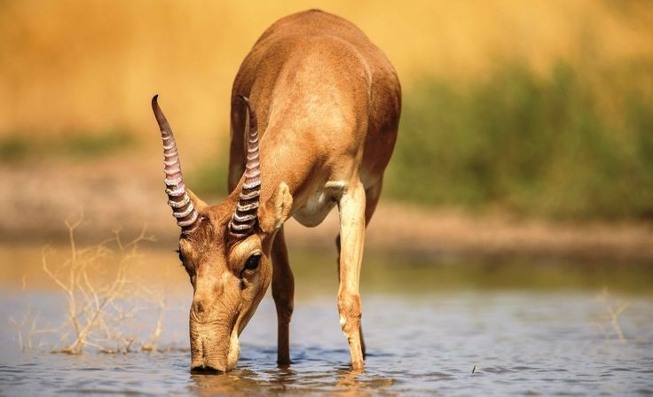 ស្នែង Saiga antelope ត្រូវបានជួញដូរដោយខុសច្បាប់។ ស្នែងឈ្មោលត្រូវបានគេប្រមូលផលសម្រាប់ប្រើក្នុងឱសថបុរាណ ជាពិសេសនៅអាស៊ី ដែលដាក់សម្ពាធបរបាញ់យ៉ាងខ្លាំងដល់ប្រជាជន។ រូបថត៖ Pinterest ។ Sừng linh dương Saiga bị buôn bán bất hợp pháp. Sừng của cá thể đực bị khai thác để dùng trong y học cổ truyền, đặc biệt tại châu Á, tạo áp lực săn bắt khủng khiếp đối với quần thể. Ảnh: Pinterest.
