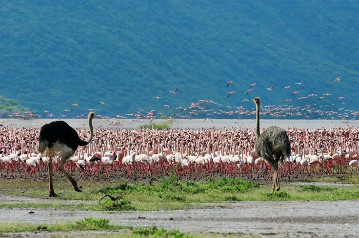 5. 鳥の楽園。ナクル湖では、フラミンゴ、ペリカン、サギ、カワセミ、ウミワシなど、400種以上の鳥類が記録されています。写真:Pinterest 5. Thiên đường của chim. Hơn 400 loài chim được ghi nhận tại hồ Nakuru, ngoài hồng hạc còn có bồ nông, diệc, chim bói cá và đại bàng cá châu Phi. Ảnh: Pinterest.