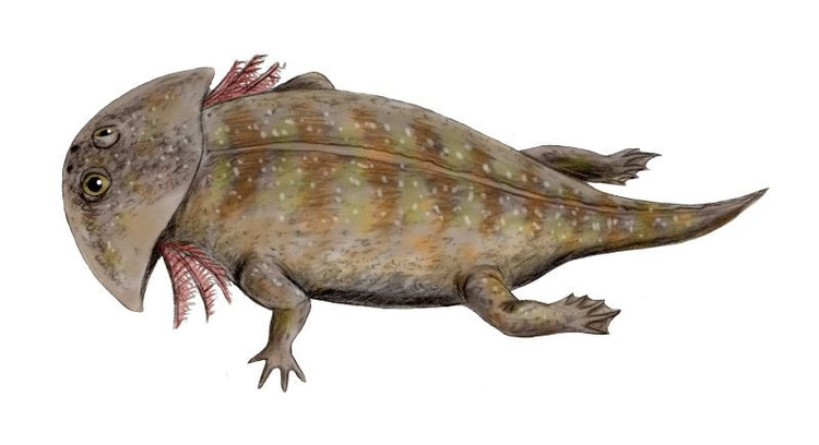 De är smygande rovdjur. Gerrothorax ligger ofta stilla på botten av floder eller träskmarker och lyfter bara ögonen och nosen över vattnet för att observera sitt byte. Foto: Pinterest. Chúng là loài săn mồi ẩn nấp. Gerrothorax thường nằm im dưới đáy sông hoặc đầm lầy, chỉ trồi mắt và mũi lên mặt nước để quan sát con mồi. Ảnh: Pinterest.