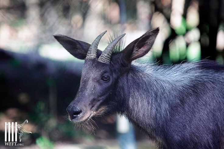 6. Poseen un par de cuernos distintivos. Tanto los machos como las hembras tienen cuernos curvados hacia atrás, de 15 a 20 cm de largo, que utilizan para defenderse y pelear durante la época de apareamiento. Foto: Pinterest. 6. Sở hữu cặp sừng đặc trưng. Cả con đực và con cái đều có sừng cong ngược về sau, dài từ 15–20 cm, được dùng để tự vệ và tranh đấu trong mùa giao phối. Ảnh: Pinterest.