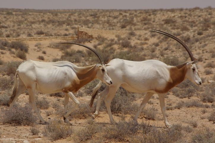 It may be the origin of the unicorn legend. From a distance, the long, straight horns of this species easily appear to be a single one, contributing to the formation of the unicorn legend in Western culture. Photo: Pinterest. Có thể là nguồn gốc huyền thoại kỳ lân. Từ xa, cặp sừng dài và thẳng của loài này dễ trông giống như chỉ có một chiếc, góp phần hình thành huyền thoại kỳ lân trong văn hóa phương Tây. Ảnh: Pinterest.