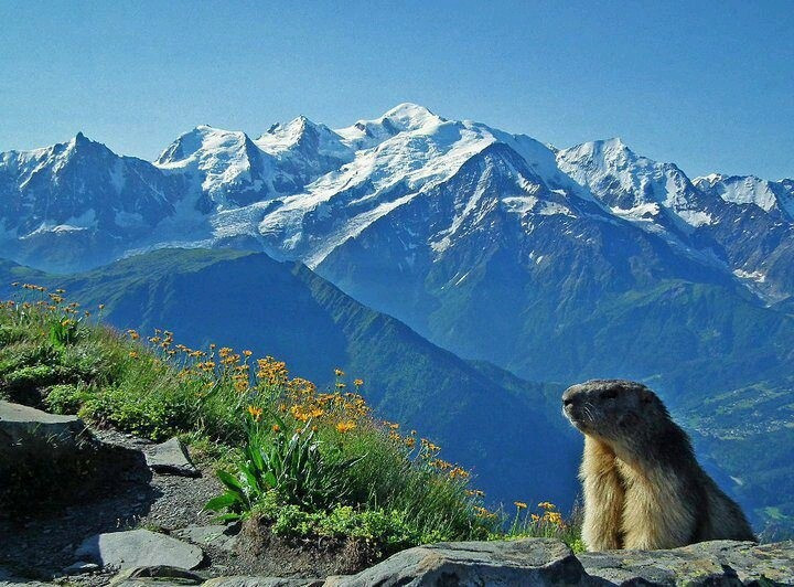 5. Diverse ecosystems and many endemic species. From the trees at the foot of the mountains to the eternal snow at the top, the Alps are home to Ibex, marmots and many rare birds. Photo: Pinterest. 5. Có hệ sinh thái đa dạng và nhiều loài đặc hữu. Từ cây cối dưới chân núi đến tuyết vĩnh cửu trên đỉnh cao, Alps là nơi cư trú của loài dê núi Ibex, chồn marmot và nhiều loài chim quý hiếm. Ảnh: Pinterest.