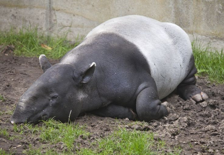Sie sind eine seltene und vom Aussterben bedrohte Art. Aufgrund von Lebensraumverlust und Jagd wird der Malayentapir nun von der IUCN als gefährdet eingestuft. Foto: Pinterest. Chúng là loài hiếm và đang bị đe dọa. Do mất môi trường sống và nạn săn bắn, lợn vòi Mã Lai hiện nằm trong danh sách Nguy cấp của IUCN. Ảnh: Pinterest.