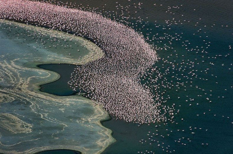 4. 多様な生態系。この場所は、草原、棘のある低木林、湿地、アルカリ性の湖が独特な組み合わせで存在し、多くの動物種にとって適しています。写真:Pinterest 4. Hệ sinh thái đa dạng. Nơi đây có sự kết hợp độc đáo giữa đồng cỏ, rừng cây bụi gai, vùng đầm lầy và hồ nước kiềm, thích hợp cho nhiều loài động vật. Ảnh: Pinterest.