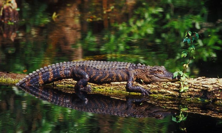 Sie leben zurückgezogen in den dunklen, tiefen Wäldern. Im Gegensatz zu anderen Krokodilen, die sich oft in Flüssen und Seen sonnen, suchen Zwergmoschuskrokodile Schutz in feuchten Höhlen, schattigen Bächen oder dunklen Teichen und kommen nur nachts zum Jagen heraus. Foto: Pinterest. Sống ẩn dật trong bóng tối rừng sâu. Khác với những loài cá sấu thường phơi nắng ở sông hồ, cá sấu lùn xạ hương thích trú ẩn trong các hang ẩm, khe suối râm mát hoặc đầm nước tối, chỉ ra ngoài săn mồi vào ban đêm. Ảnh: Pinterest.