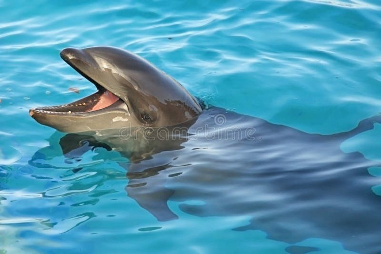 Inteligent și prietenos. Wholphinii au un IQ ridicat, sunt ușor de dresat și imită rapid sunetele. Foto: dreamstime.com. Thông minh và thân thiện. Wholphin có chỉ số thông minh cao, dễ huấn luyện và có khả năng bắt chước âm thanh nhanh chóng. Ảnh: dreamstime.com.