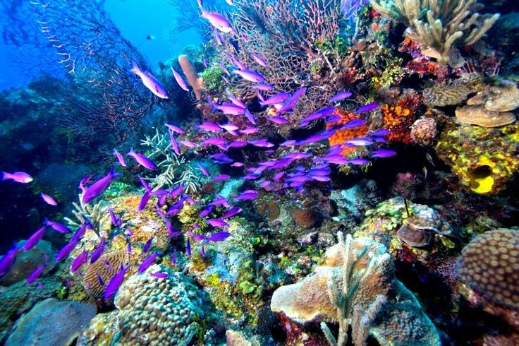 There are hundreds of marine species here. More than 500 species of fish, 70 species of hard corals and countless other marine animals live in this ecosystem. Photo: Pinterest. Nơi đây có hàng trăm loài sinh vật biển. Hơn 500 loài cá, 70 loài san hô cứng cùng vô số loài động vật biển khác sinh sống trong hệ sinh thái này. Ảnh: Pinterest.