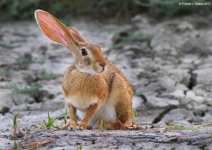 Eles conseguem girar a cabeça 180 graus. A capacidade de girar a cabeça com flexibilidade ajuda os coelhos a observar o ambiente ao redor sem mover o corpo. Foto: Pinterest. Chúng có thể quay đầu 180 độ. Khả năng xoay đầu linh hoạt giúp thỏ quan sát xung quanh mà không cần di chuyển cơ thể. Ảnh: Pinterest.