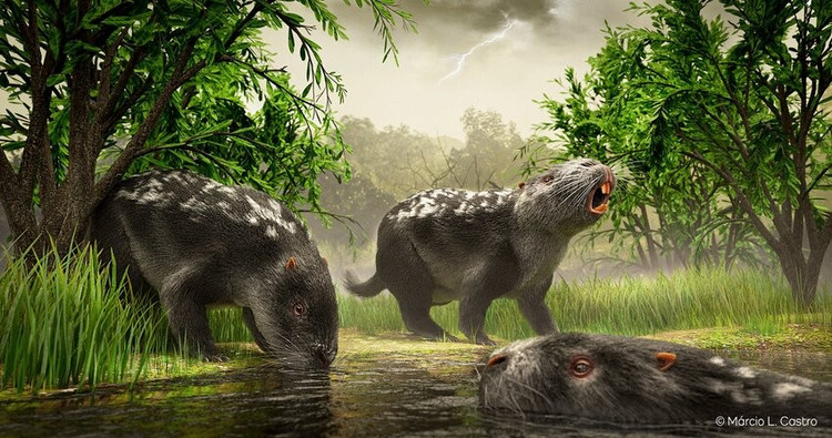 Lived near rivers and lakes. Like today's capybaras, Josephoartigasia probably preferred wet environments and could swim. Photo: researchgate.net. Sống gần sông hồ. Như chuột lang nước ngày nay, Josephoartigasia có thể ưa môi trường ẩm ướt và biết bơi. Ảnh: researchgate.net.