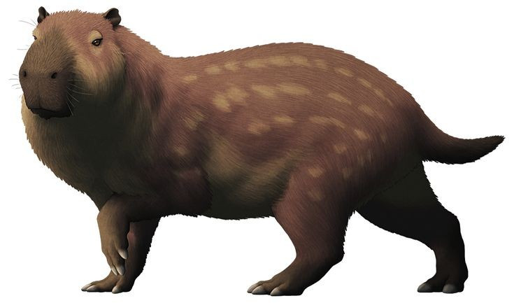 Closely related to the capybara. Josephoartigasia is a distant relative of the capybara — the largest rodent alive today. Photo: Pinterest. Có họ hàng gần với chuột lang nước. Josephoartigasia là họ hàng xa của chuột lang nước (capybara) — loài gặm nhấm lớn nhất hiện nay. Ảnh: Pinterest.
