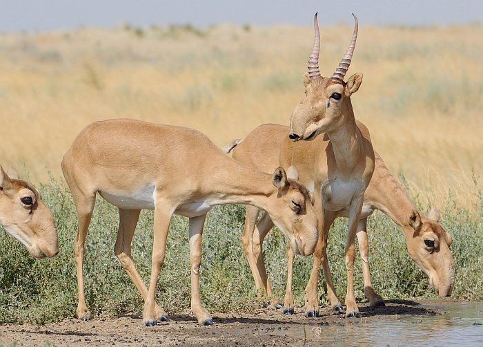 សត្វស្វា Saiga ធ្វើចំណាកស្រុកជាហ្វូងធំៗជារៀងរាល់ឆ្នាំ ដើម្បីស្វែងរកវាលស្មៅ និងទឹក ជួនកាលបង្កើតបានជាហ្វូងរហូតដល់រាប់ម៉ឺនក្បាល។ រូបថត៖ Pinterest ។ Là loài di cư theo đàn lớn. Linh dương Saiga có tập tính di cư hàng nghìn km mỗi năm để tìm kiếm đồng cỏ và nguồn nước, đôi khi tạo thành đàn lên đến hàng chục nghìn con. Ảnh: Pinterest.
