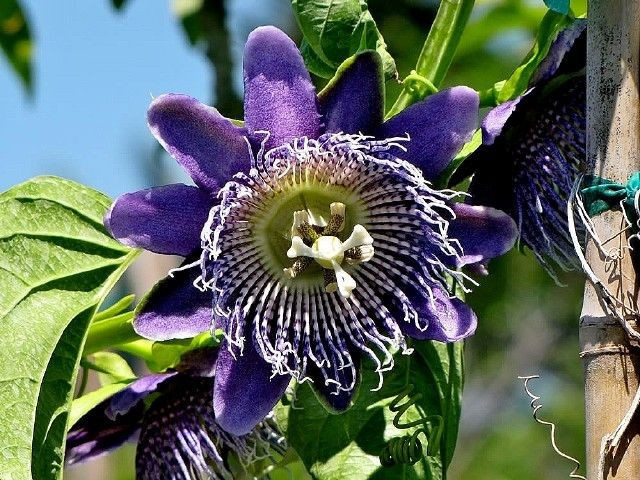 ផ្កាមានរាងប្លែក។ Passionflowers ដែលមានរចនាសម្ព័នដ៏ស្មុគស្មាញ និងរស់រវើករបស់ពួកគេ ច្រើនតែមានពណ៌ស្វាយ ស ឬពណ៌ខៀវ ដែលមើលទៅហាក់ដូចជាសិល្បៈធម្មជាតិ។ រូបថត៖ Pinterest ។ Hoa có hình dáng độc đáo. Hoa lạc tiên với cấu trúc phức tạp và rực rỡ thường mang màu tím, trắng hoặc xanh, trông như một tác phẩm nghệ thuật tự nhiên. Ảnh: Pinterest.