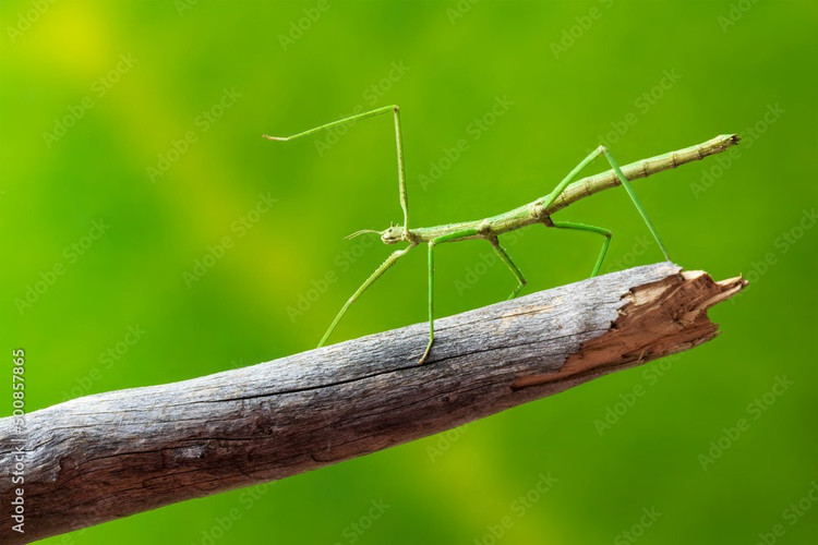 6. Sus huevos se asemejan a las semillas de plantas. Los huevos de los insectos palo son pequeños, duros y tienen forma de semilla, lo que les ayuda a camuflarse en entornos forestales y a evitar ser detectados por animales ovíparos. Foto: Adobe Stock. 6. Trứng của chúng giống hạt thực vật. Trứng bọ que nhỏ, cứng và có hình dạng giống hạt thực vật, giúp ngụy trang trong môi trường rừng và tránh bị động vật ăn trứng phát hiện. Ảnh: Adobe Stock.