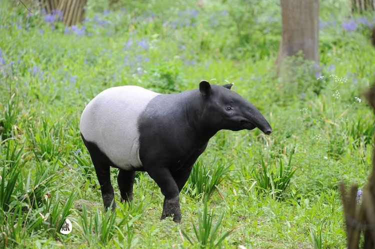 Der Schabrackentapir ist der größte Tapir der Welt. Er kann zwischen 250 und 320 kg wiegen, manche Exemplare erreichen sogar über 400 kg und sind damit ein echter „Riese“ in der Tapirfamilie. Foto: Pinterest. Lợn vòi Mã Lai là loài lợn vòi lớn nhất thế giới. Loài lợn vòi này có thể nặng từ 250 đến 320 kg, thậm chí có cá thể lên đến hơn 400 kg, khiến chúng trở thành “gã khổng lồ” trong họ Lợn vòi. Ảnh: Pinterest.