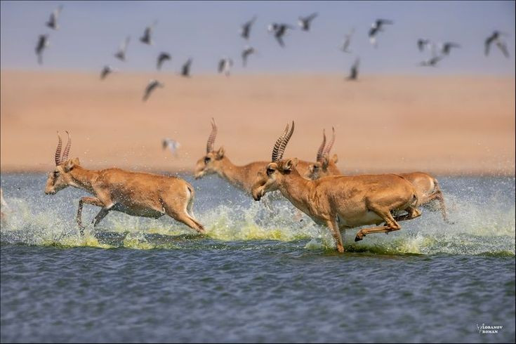ល្បឿនរត់មិនគួរឱ្យជឿ។ Saiga អាចមានល្បឿនដល់ទៅ 80 គីឡូម៉ែត្រក្នុងមួយម៉ោង ស្មើនឹងសត្វស្មៅដែលលឿនបំផុត ជួយឱ្យពួកគេគេចផុតពីសត្វមំសាសីនៅវាលស្មៅ។ រូបថត៖ Pinterest ។ Tốc độ chạy nhanh đáng kinh ngạc. Saiga có thể đạt tốc độ lên đến 80 km/h, ngang ngửa với những loài ăn cỏ nhanh nhẹn nhất, giúp chúng thoát khỏi thú săn mồi nơi thảo nguyên. Ảnh: Pinterest.