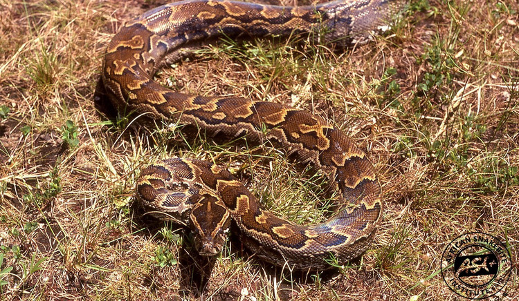 彼らの寿命は驚くほど長く、野生では20年ほど生き、飼育下では30年以上生きることもあります。写真:africansnakebiteinstitute.com Chúng có tuổi thọ cao bất ngờ. Trong tự nhiên, trăn đá có thể sống tới 20 năm, còn trong điều kiện nuôi nhốt có thể vượt quá 30 năm. Ảnh: africansnakebiteinstitute.com.