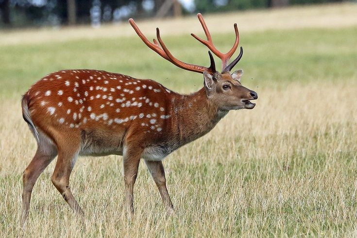 1. 白い斑点のある毛皮を持つ。ニホンジカの最も特徴的な特徴は、背中と側面に均等に広がる赤褐色の毛皮で、白い斑点がまばらな森林で効果的にカモフラージュするのに役立ちます。写真:Pinterest。 1. Có bộ lông đốm trắng. Đặc điểm dễ nhận biết nhất của hươu sao là lớp lông màu nâu đỏ với các đốm trắng trải đều trên lưng và hai bên hông, giúp chúng ngụy trang hiệu quả trong rừng thưa. Ảnh: Pinterest.
