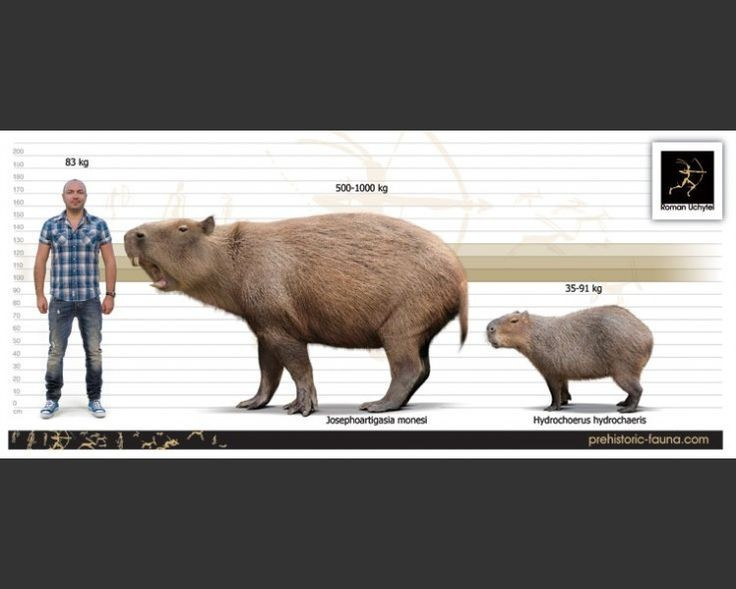 The largest rodent that ever lived, Josephoartigasia could weigh up to 1 ton, as big as a buffalo. Photo: Pinterest. Là loài gặm nhấm lớn nhất từng tồn tại. Josephoartigasia có thể nặng tới 1 tấn, to bằng một con trâu mộng. Ảnh: Pinterest.