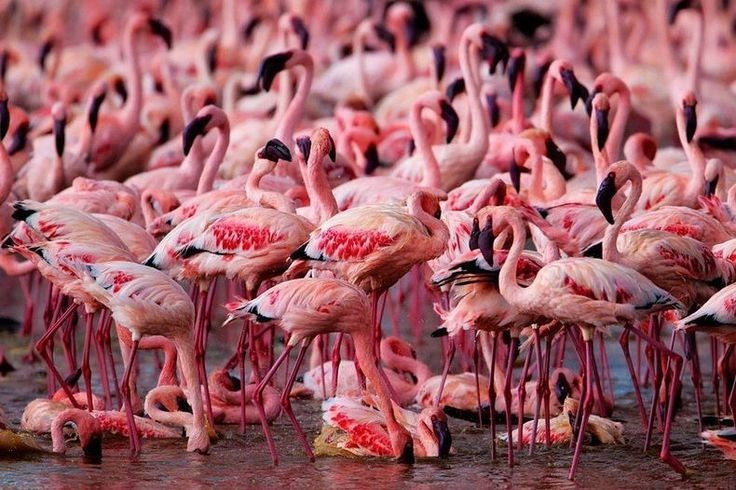 7. 有名な観光地。ナクル湖はケニア有数のエコツーリズムの目的地の一つで、毎年何万人もの海外からの観光客が訪れます。写真:Pinterest 7. Điểm du lịch nổi tiếng. Hồ Nakuru là một trong những điểm đến du lịch sinh thái hàng đầu ở Kenya, thu hút hàng chục nghìn du khách quốc tế mỗi năm. Ảnh: Pinterest.