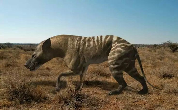 3. Существует множество видов разных размеров. Род Hyaenodon включает десятки видов: от особей весом всего несколько килограммов до гигантов длиной почти 4 метра и весом более 500 килограммов. Фото: Pinterest. 3. Có nhiều loài với kích thước khác nhau. Chi Hyaenodon gồm hàng chục loài, từ những cá thể chỉ nặng vài kg cho đến những con khổng lồ dài gần 4 mét và nặng trên 500 kg. Ảnh: Pinterest.