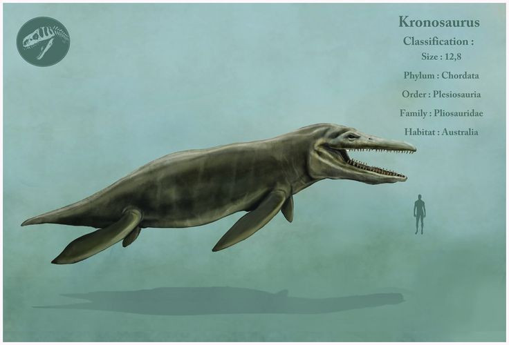 ជាកម្មសិទ្ធិរបស់ក្រុម pliosaur ។ នេះគឺជាសាខានៃសត្វល្មូនសមុទ្រនៅក្នុងគ្រួសារ pliosauridae ដែលទាក់ទងទៅនឹង plesiosaur ប៉ុន្តែមានកខ្លី និងក្បាលធំជាង។ រូបថត៖ Pinterest ។ Thuộc nhóm pliosaur. Đây là một nhánh bò sát biển thuộc họ pliosauridae, họ hàng với plesiosaur nhưng có cổ ngắn và đầu to hơn. Ảnh: Pinterest.