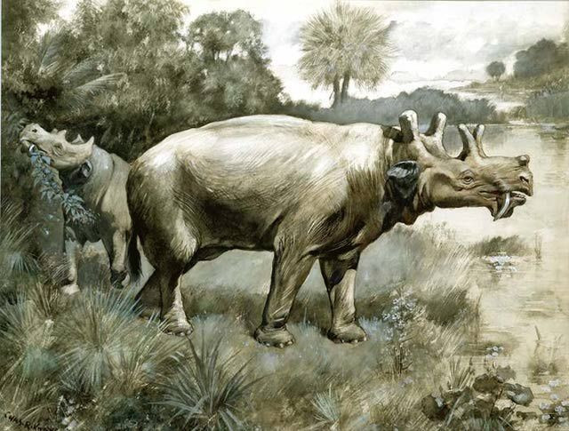 5. 主に草食動物。恐ろしい牙を持つにもかかわらず、ウインタテリウムは草食動物であり、主に古代の森の葉や柔らかい植物を食べていました。写真:Pinterest。 5. Ăn thực vật là chủ yếu. Dù có răng nanh đáng sợ, Uintatherium lại là loài ăn cỏ, chủ yếu tiêu thụ lá cây và thực vật mềm trong các khu rừng cổ đại. Ảnh: Pinterest.