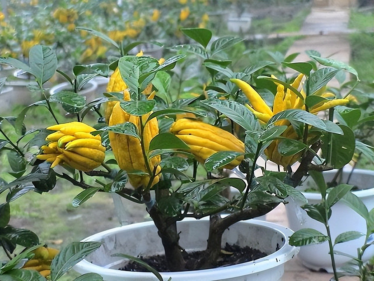 Bật mí 6 cây phong thủy trước nhà giúp tiền bạc vào như nước ảnh 3 Bật mí 6 cây phong thủy trước nhà giúp tiền bạc vào như nước ảnh 3