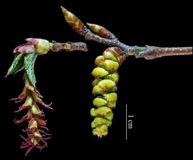 Der Baum steht außerdem auf der Liste der zwölf am stärksten gefährdeten Pflanzenarten der Welt. Die Regierung hat rund um die Uhr Sicherheitspersonal abgestellt, um die verbleibenden Exemplare zu schützen. Foto: Sohu. 06.jpg