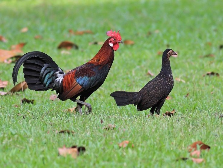 6. เนื่องจากไก่ป่าตัวผู้เป็นไก่ที่มีเมียหลายคน ไก่ป่าตัวผู้จึงมักมี 6. Là loài đa thê, trống giao phối với nhiều mái. Gà rừng trống thường có một "hậu cung" gồm nhiều gà mái, và chúng cạnh tranh quyết liệt bằng cách chiến đấu hoặc phô diễn để giành quyền sinh sản. Ảnh: Pinterest.