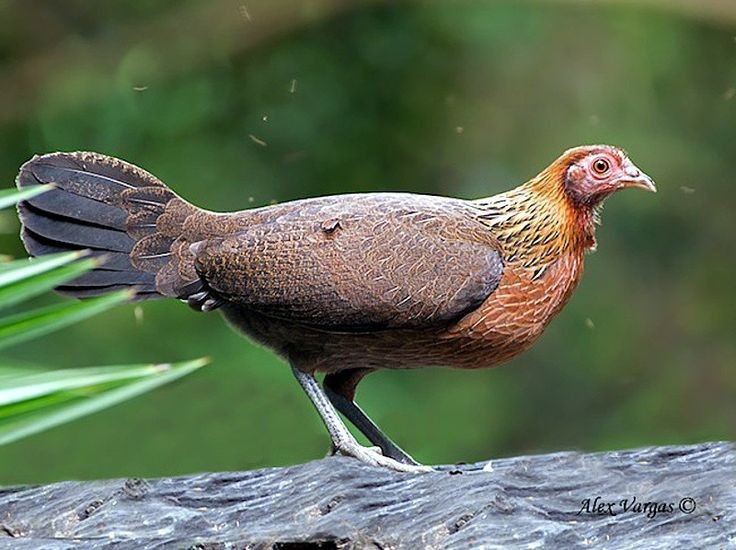 7. แม่ไก่จะวางไข่ในรังที่ซ่อนอยู่และเลี้ยงลูกไก่เพียงลำพัง หลังจากผสมพันธุ์แล้ว แม่ไก่จะเลือกสถานที่เงียบสงบเพื่อวางไข่ ฟักไข่ประมาณ 20–21 วัน และเลี้ยงลูกไก่เพียงลำพังจนกว่าจะหาอาหารได้ ภาพ: Pinterest 7. Gà mái đẻ trứng trong tổ giấu kín và nuôi con một mình. Sau khi được thụ tinh, gà mái chọn chỗ kín đáo để đẻ trứng, ấp trong khoảng 20–21 ngày và tự mình nuôi con non đến khi chúng biết kiếm ăn. Ảnh: Pinterest.