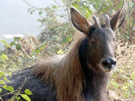 3. Su pelaje grueso y oscuro les ayuda a adaptarse a climas rigurosos. Su pelaje grueso, de color marrón oscuro o gris oscuro, les ayuda a mantenerse calientes en el frío de las altas montañas. Foto: Pinterest. 3. Lông dày và sẫm màu giúp thích nghi khí hậu khắc nghiệt. Chúng có bộ lông dày màu nâu sẫm hoặc xám đen, giúp giữ ấm cơ thể trong điều kiện giá lạnh vùng núi cao. Ảnh: Pinterest.