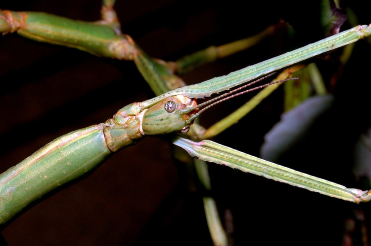 3. Principalmente nocturnos y muy sedentarios. Son comedores de hojas nocturnos y pasan la mayor parte del tiempo inmóviles para evitar ser detectados, lo que reduce el riesgo de ataques de aves o depredadores. Foto: biolib.cz. 3. Sống chủ yếu về đêm và rất ít vận động. Chúng là loài ăn lá sống về đêm, dành phần lớn thời gian đứng yên để tránh bị phát hiện, giúp giảm nguy cơ bị chim hoặc động vật săn mồi tấn công. Ảnh: biolib.cz.