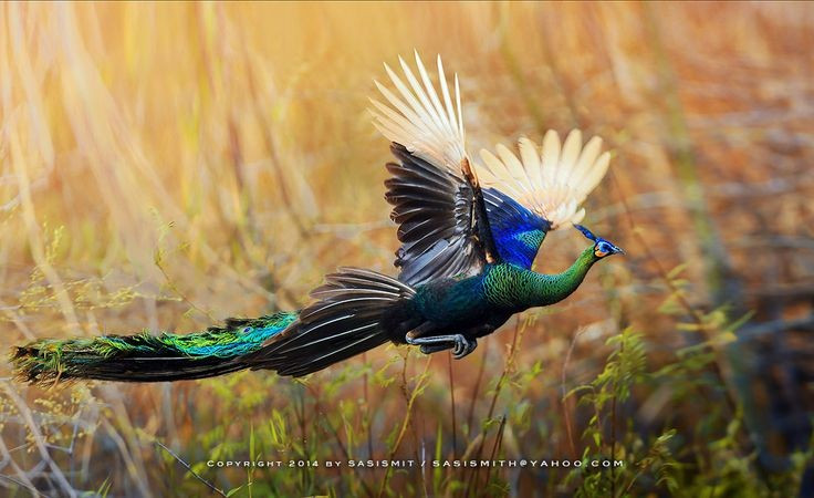 5. 飛ぶ鳥ですが、短距離に限られます。その巨大な姿とは裏腹に、孔雀は捕食者を避けるために飛んだり、夜寝るために木に登ったりすることができますが、その距離は短距離に限られます。写真:Pinterest 5. Là loài chim biết bay, nhưng chỉ bay đoạn ngắn. Dù có vẻ ngoài đồ sộ, công xanh có thể bay để tránh kẻ thù hoặc bay lên cây ngủ ban đêm, nhưng chỉ trong khoảng cách ngắn. Ảnh: Pinterest.