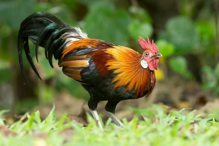 4. อาศัยอยู่ในป่าทุติยภูมิและป่าไผ่เป็นหลัก ไก่ป่าชอบสภาพแวดล้อมที่หนาแน่นและมีพืชพรรณเตี้ยๆ จำนวนมาก ซึ่งพวกมันสามารถหาอาหารและซ่อนตัวจากผู้ล่าได้เนื่องจากพวกมันวิ่งเร็วและพรางตัวได้ดี ภาพ: Pinterest 4. Sống chủ yếu ở rừng thứ sinh và rừng tre bụi. Gà rừng ưa môi trường rậm rạp, nhiều thảm thực vật thấp, nơi chúng có thể kiếm ăn và trốn tránh kẻ săn mồi nhờ khả năng chạy nhanh và ngụy trang tốt. Ảnh: Pinterest.