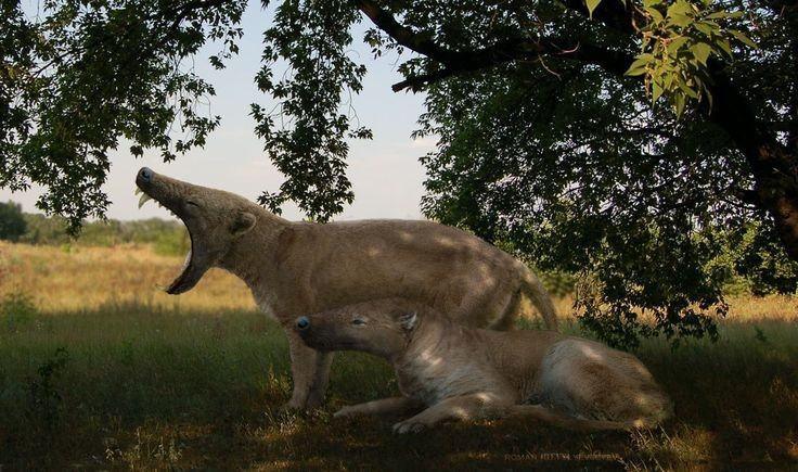 5. Характерный длинный и сужающийся череп. Череп гиенодона имеет длинную, сужающуюся форму, как у крокодила, что способствует повышению эффективности укуса и созданию большего давления при нападении на добычу. Фото: Pinterest. 5. Hộp sọ dài và thuôn nhọn đặc trưng. Hộp sọ của Hyaenodon có hình dạng thon dài giống cá sấu, giúp tăng hiệu quả cắn và tạo áp lực lớn khi tấn công con mồi. Ảnh: Pinterest.