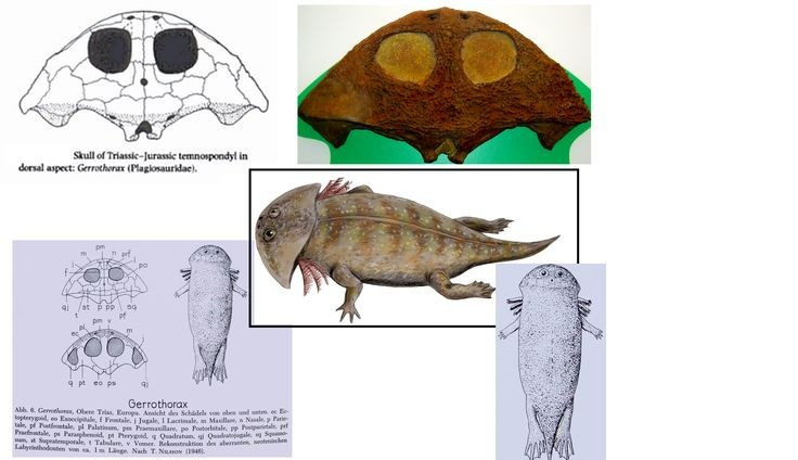 De har yttre gälar likt jättegrodyngel. Forskare tror att Gerrothorax inte genomgår metamorfos utan behåller sina gälar för att kunna andas under vattnet. Foto: Pinterest. Chúng có mang ngoài như nòng nọc khổng lồ. Giới khoa học cho rằng Gerrothorax không trải qua giai đoạn biến thái mà giữ mang suốt đời để hô hấp dưới nước. Ảnh: Pinterest.