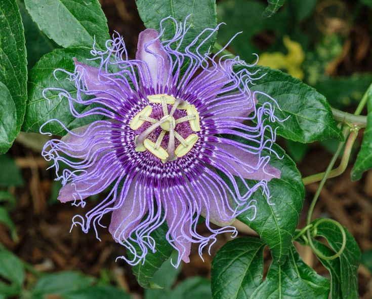 ទាក់ទាញអ្នកលំអង។ Passionflowers មានក្លិនក្រអូបដ៏ទាក់ទាញ និងទឹកដមផ្អែម ទាក់ទាញឃ្មុំ មេអំបៅ និងសូម្បីតែសត្វបក្សី hummingbirds ដើម្បីលម្អងពួកវា។ រូបថត៖ Pinterest ។ Thu hút côn trùng thụ phấn. Hoa lạc tiên có mùi hương và mật ngọt hấp dẫn, thu hút ong, bướm và thậm chí cả chim ruồi đến thụ phấn. Ảnh: Pinterest.
