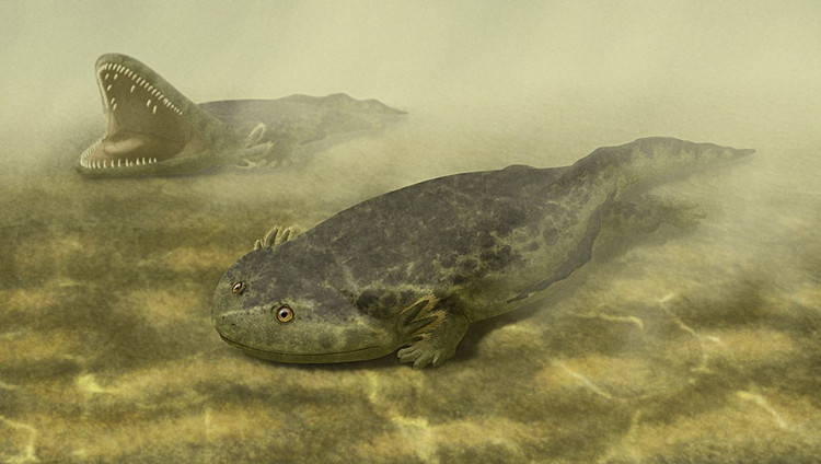Gerrothorax levde för mer än 200 miljoner år sedan. De existerade i slutet av triasperioden, då dinosaurierna började dominera jorden. Foto: Pinterest. Gerrothorax sống cách đây hơn 200 triệu năm. Chúng tồn tại vào cuối kỷ Trias, khi khủng long bắt đầu thống trị Trái Đất. Ảnh: Pinterest.