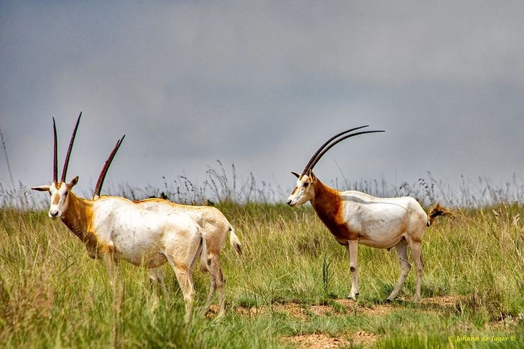 Species extinct in the wild. Once widespread across the Sahara desert, scimitar oryx disappeared from the wild in the late 20th century due to overhunting and habitat loss. Photo: Pinterest. Loài đã tuyệt chủng trong tự nhiên. Từng phân bố rộng khắp sa mạc Sahara, nhưng do săn bắn quá mức và mất môi trường sống, linh dương sừng kiếm đã biến mất khỏi tự nhiên từ cuối thế kỷ 20. Ảnh: Pinterest.