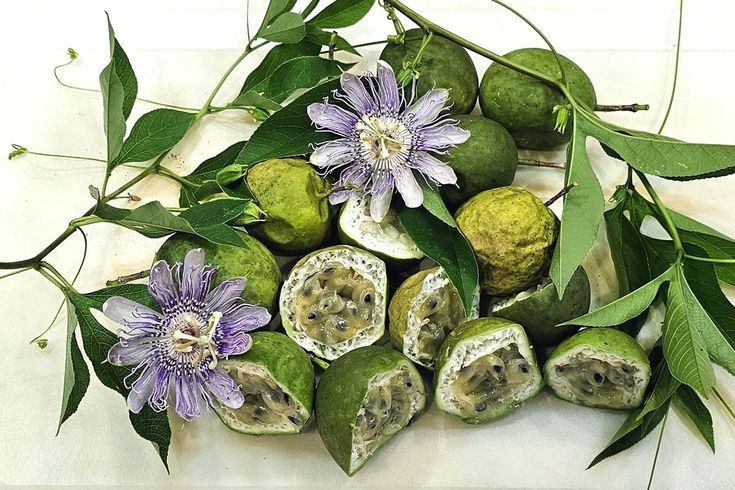 ផ្លែផាសិនសម្បូរទៅដោយសារធាតុចិញ្ចឹម។ ផ្លែផាសិនជាច្រើនប្រភេទ ផលិតជាផ្លែឈើដែលអាចបរិភោគបាន ជាពិសេសផ្លែ passion ដែលសម្បូរទៅដោយវីតាមីន C ជាតិសរសៃ និងសារធាតុប្រឆាំងអុកស៊ីតកម្ម។ រូបថត៖ Pinterest ។ Quả lạc tiên giàu dinh dưỡng. Nhiều loài lạc tiên cho quả ăn được, điển hình là chanh dây, chứa nhiều vitamin C, chất xơ và chất chống oxy hóa. Ảnh: Pinterest.